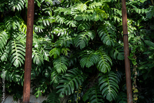 Lush of Epipremnum Pinnatum leafs growing on wall. Foliage and plant background.