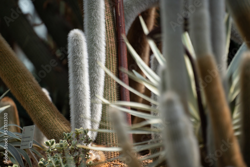 Cleistocactus Strausii (Silver Torch) cactus close up on the wooly spikes. photo