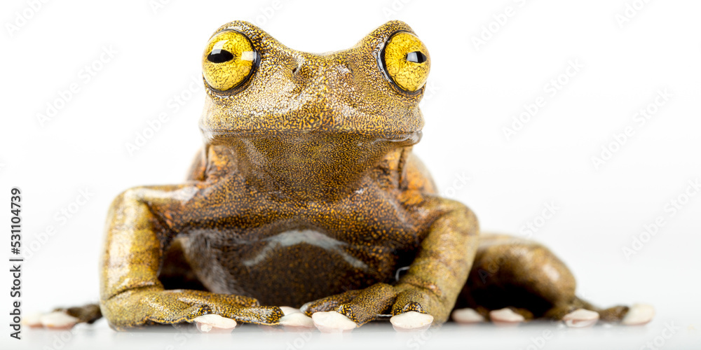 Tapichalaca torrent tree frog - obrazy, fototapety, plakaty 