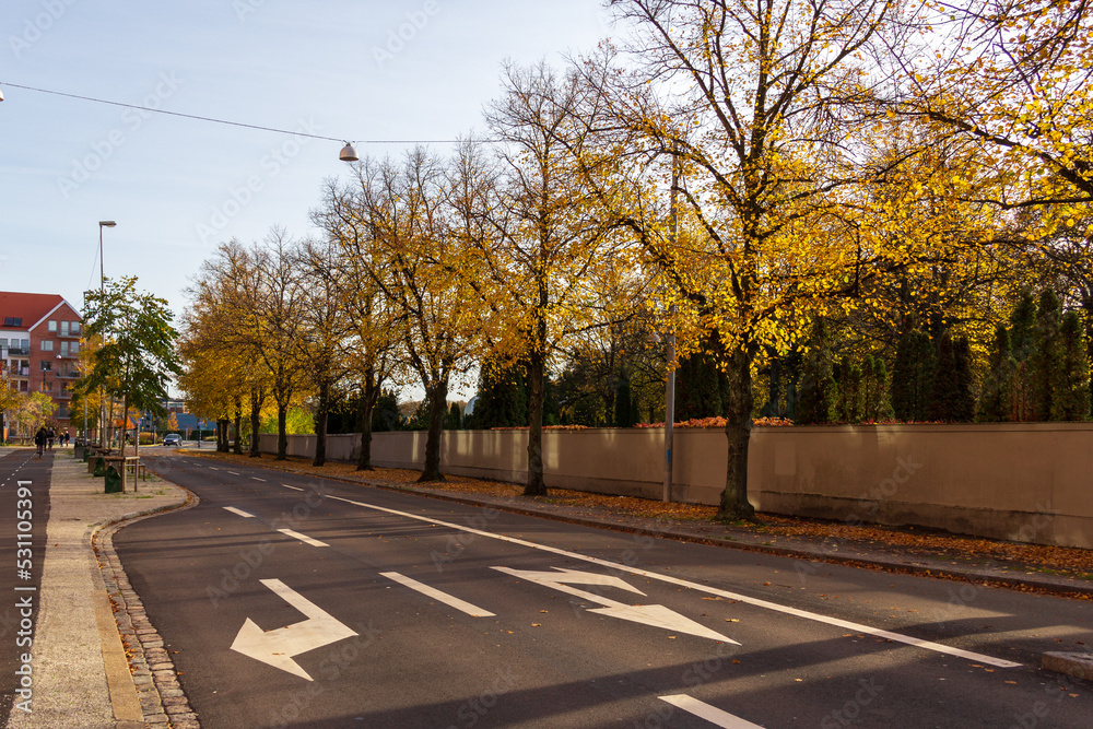 City street in Malmö Sweden bordered with autumn colored leaves in yellow that are falling to the ground