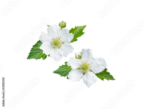 Blackberry flowers, buds and leaves isolated transparent png