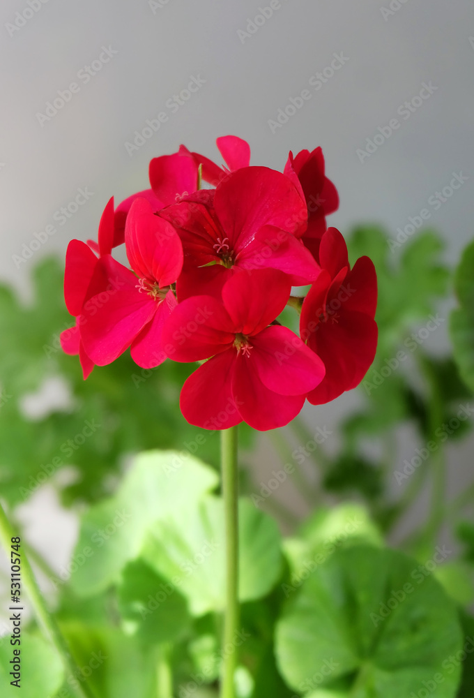 Bright scarlet pelargonium (Pelargonium zonale) on a gray background, selective focus, vertical orientation. Bright scarlet pelargonium (Pelargonium zonale) on a gray background, selective focus, vertical orientation.