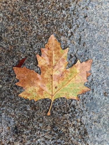 autumn dried leaf in the rain
