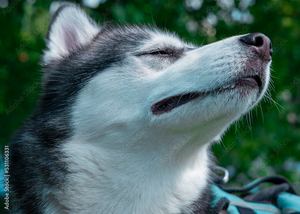 siberian husky dog looking up