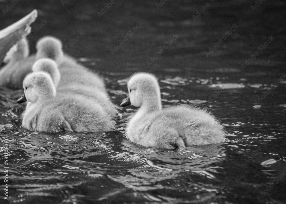 Young swans signets 