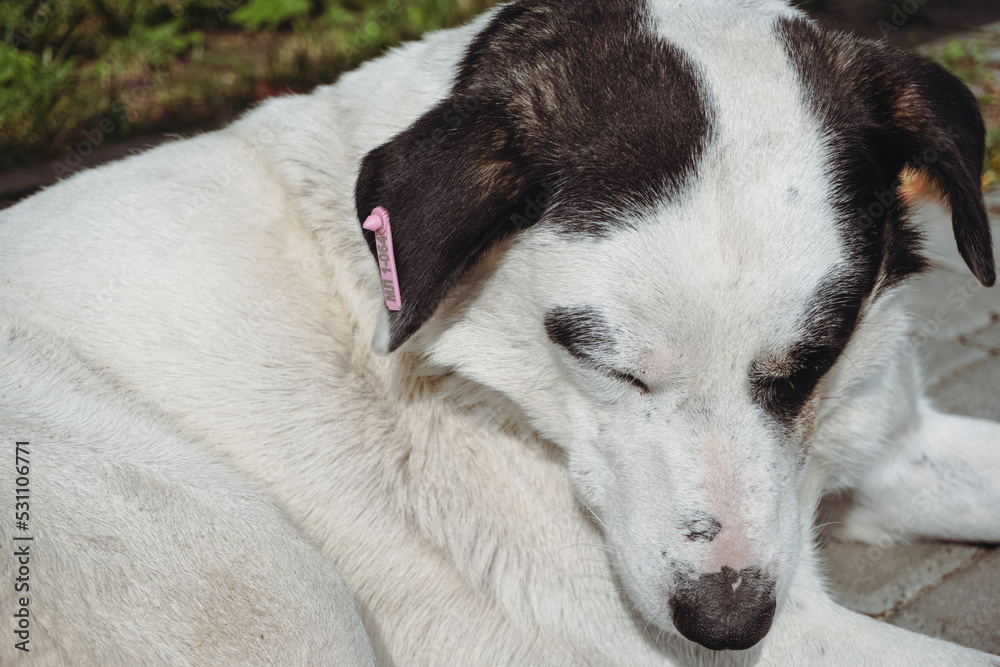 White dog with black ears. Dog sleeping on green grass. Sterilized dog. Happy dog lying in green grass. White dog with black ears. Dog sleeping on green grass. Sterilized dog. Happy dog lying in green grass.