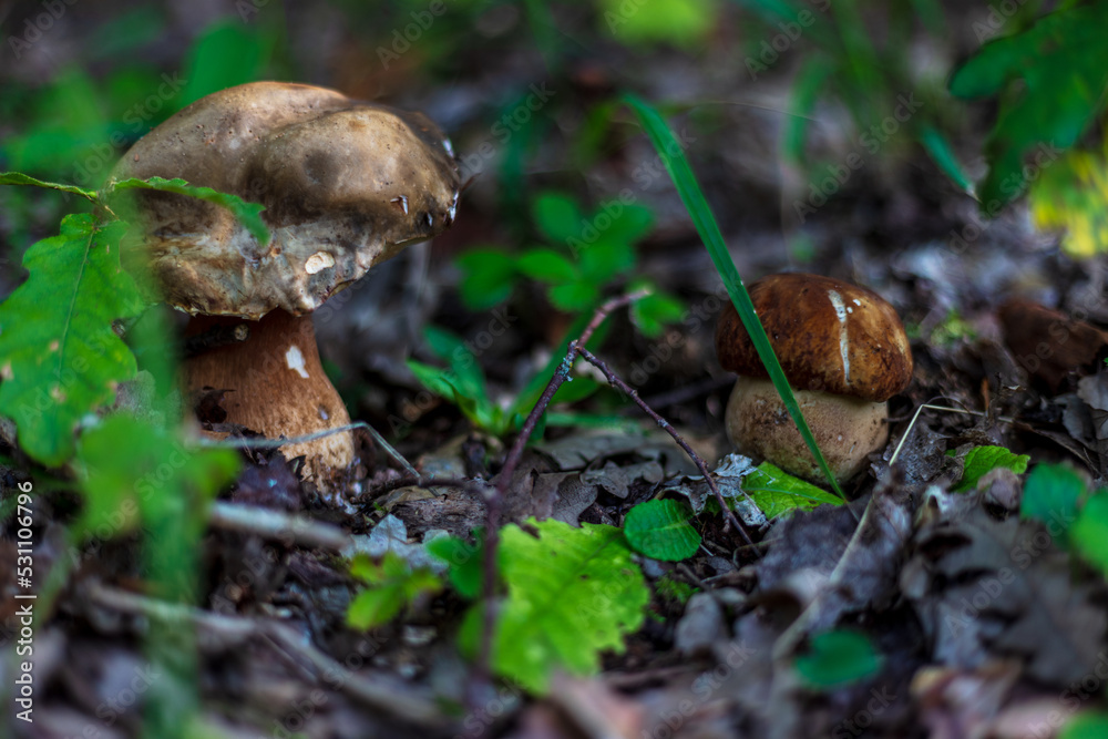 Two boletus edulis porcini mushrooms on the ground in a forest. Close up of Boletus reticulatus in nature Two boletus edulis porcini mushrooms on the ground in a forest. Close up of Boletus reticulatus in nature