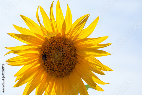 Sonnenblume auf Kornfeld