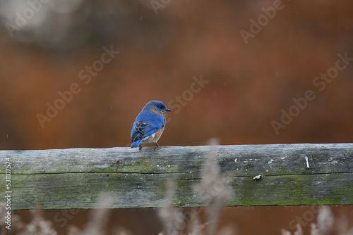 Eastern Bluebird