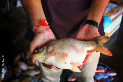 Fototapeta Naklejka Na Ścianę i Meble -  big fatty common carp fish in hand hd