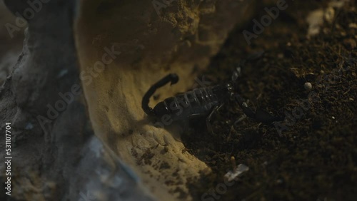 Black Scorpion Raising It's Claws