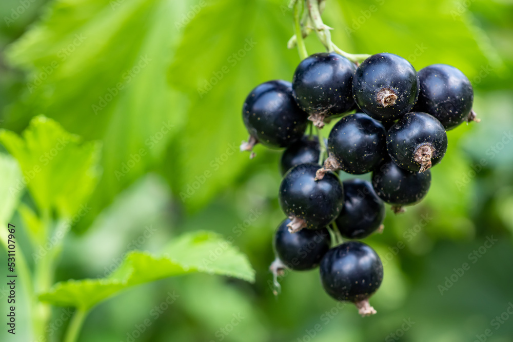 Bush of black currant with ripe bunches of berries and leaves on blurred natural green background. Bush of black currant with ripe bunches of berries and leaves on blurred natural green background.