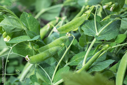 Image of a young pea plant with pods