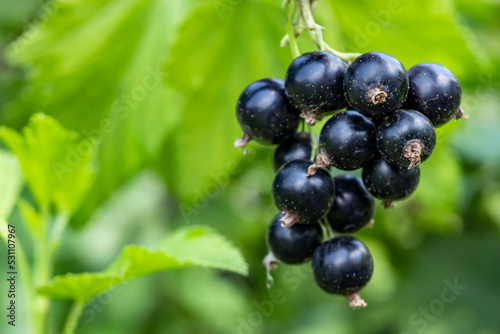 Bush of black currant with ripe bunches of berries and leaves on blurred natural green background.