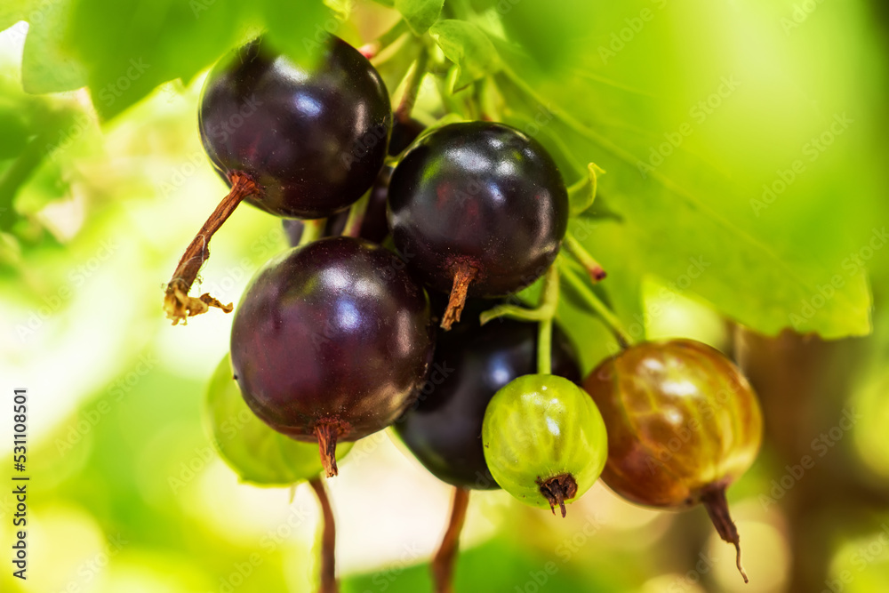 Josta berries of a hybrid of blackcurrant and gooseberry on the branches of a bush in the early morning. Josta berries of a hybrid of blackcurrant and gooseberry on the branches of a bush in the early morning.
