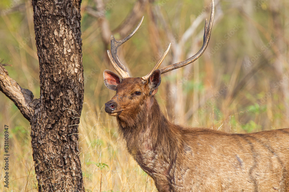 Sambar Deer on alert for tigers in the forest in Tadoba Tiger Reserve, India Sambar Deer on alert for tigers in the forest in Tadoba Tiger Reserve, India
