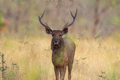 Sambar Deer on alert for tigers in the forest in Tadoba Tiger Reserve  India