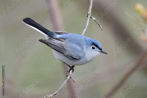 Blue-Gray Gnatcatcher