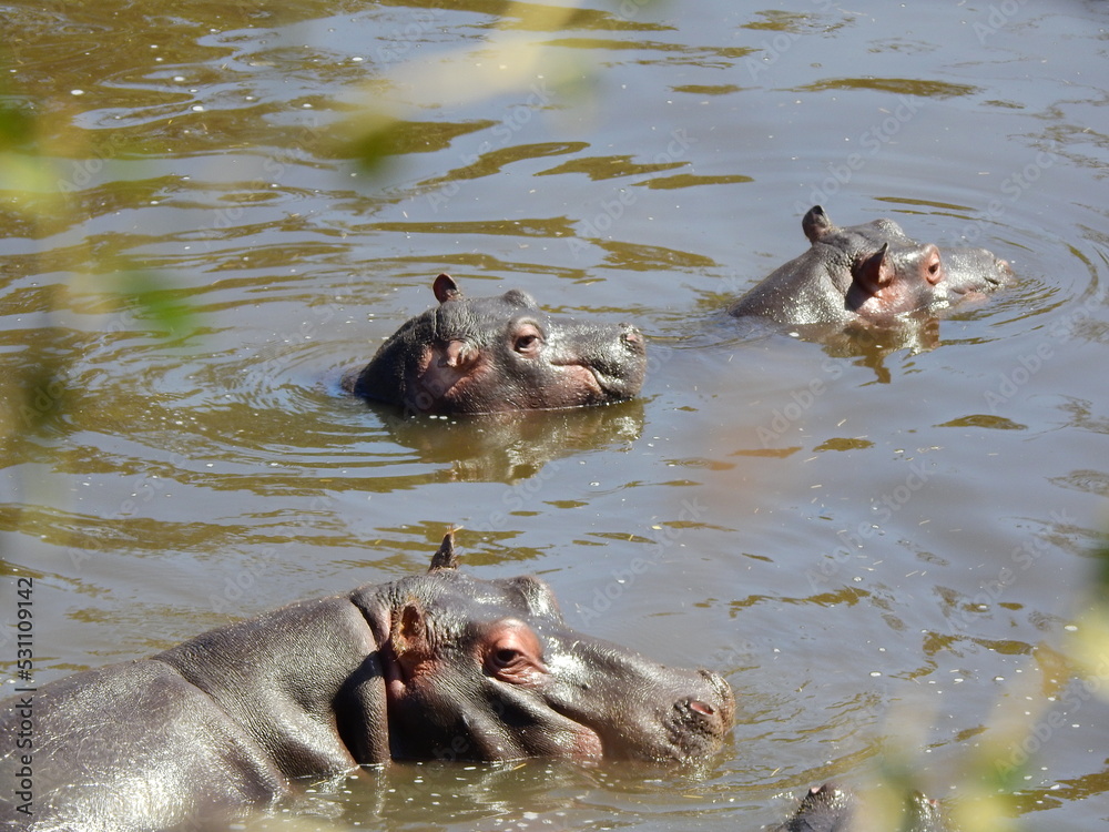 Fototapeta premium hippo in the water
