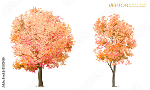 Vector autumn trees collection,watercolor blooming flower tree or forest side view isolated on white background for landscape and decorative ,elements for environment or and garden,botanical garden 