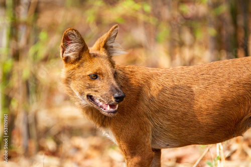 Dhole or Indian Wild Dog standing alongside the road resting after a failed hunt in Tadoba National Park, India