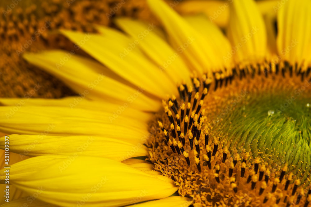 Closeup on the head of sunflower blooming, textures of stamens Closeup on the head of sunflower blooming, textures of stamens