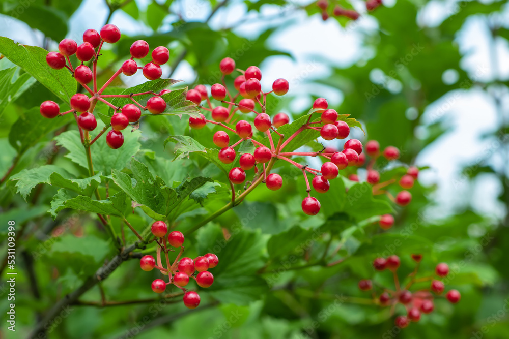 Red viburnum branch in the garden. Viburnum viburnum opulus berries and leaves outdoor in autumn fall. Red viburnum branch in the garden. Viburnum viburnum opulus berries and leaves outdoor in autumn fall.