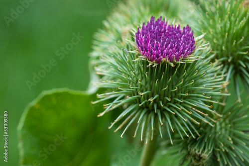 Foto Greater burdock or edible burdock flowers, Arctium lappa