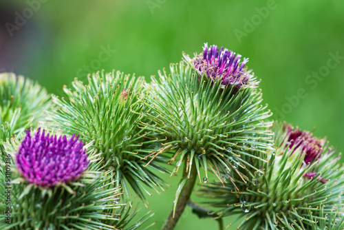 Slika na platnu Greater burdock or edible burdock flowers, Arctium lappa