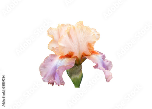 Single bearded Iris flower in violet and pastel orange. Isolated design element.