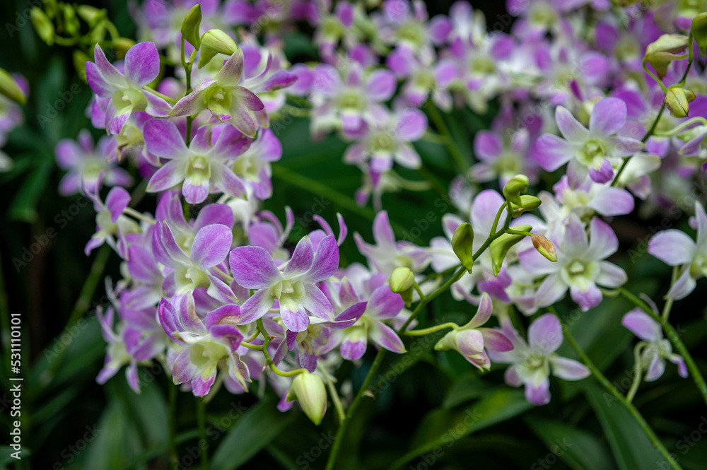 Singapore City Botanical Orchid Garden
Singapore City Botanical Orchid Garden