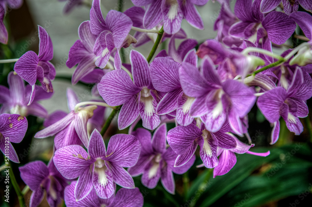 Singapore City Botanical Orchid Garden
Singapore City Botanical Orchid Garden