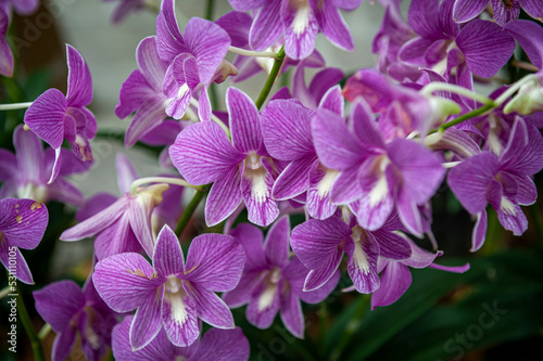 Singapore City Botanical Orchid Garden 