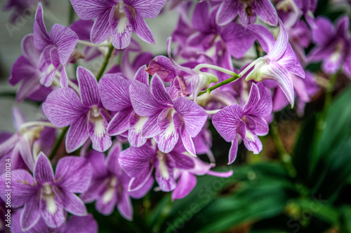 Photography Singapore City Botanical Orchid Garden