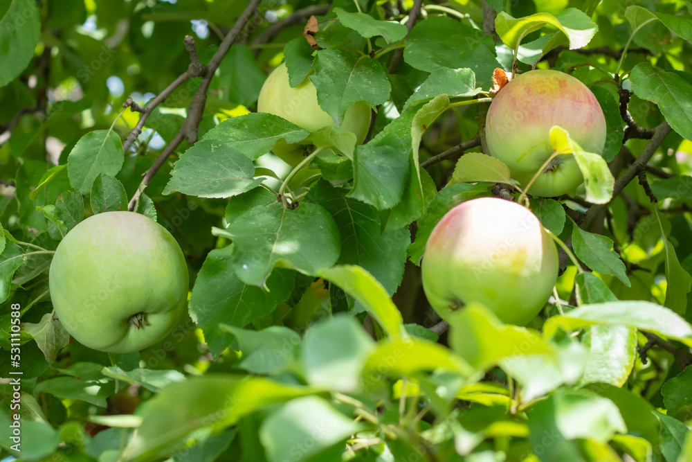 Green apples on a branch ready to be harvested, outdoors, selective focus Green apples on a branch ready to be harvested, outdoors, selective focus