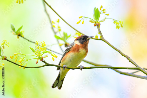 Bay Breasted Warbler