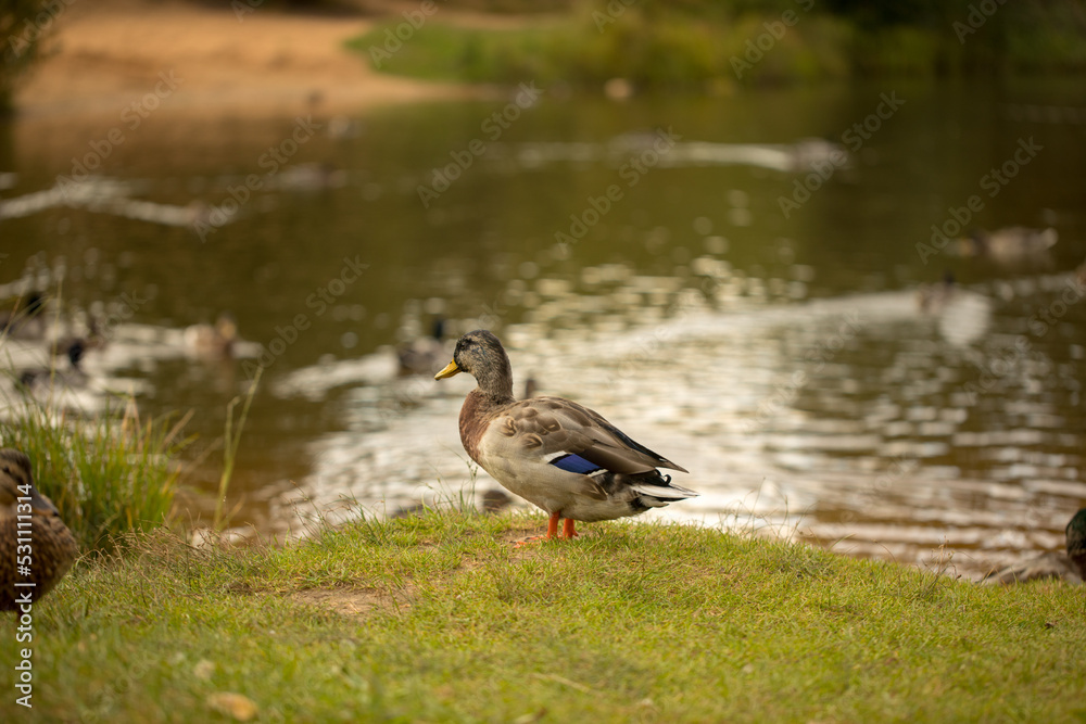 ducks in the park