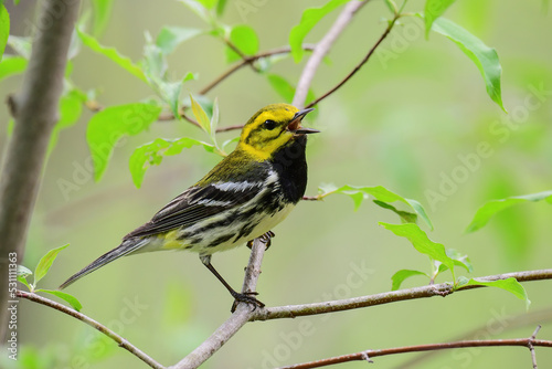 Black Throated Green Warbler