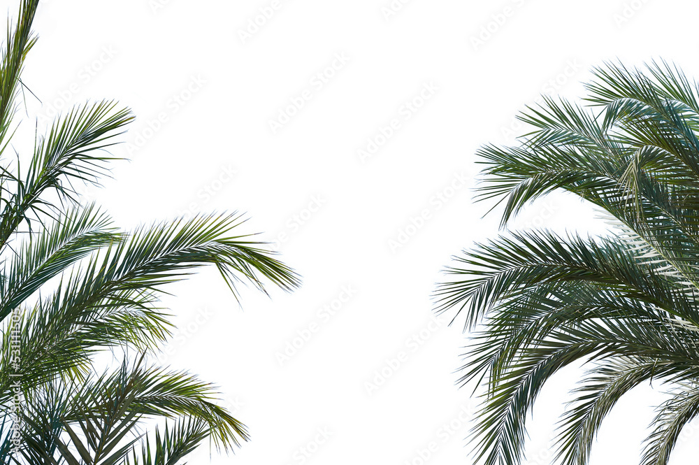 Fototapeta premium Leaf Palm sunday concept Leaves frame of coconut branches png transparent