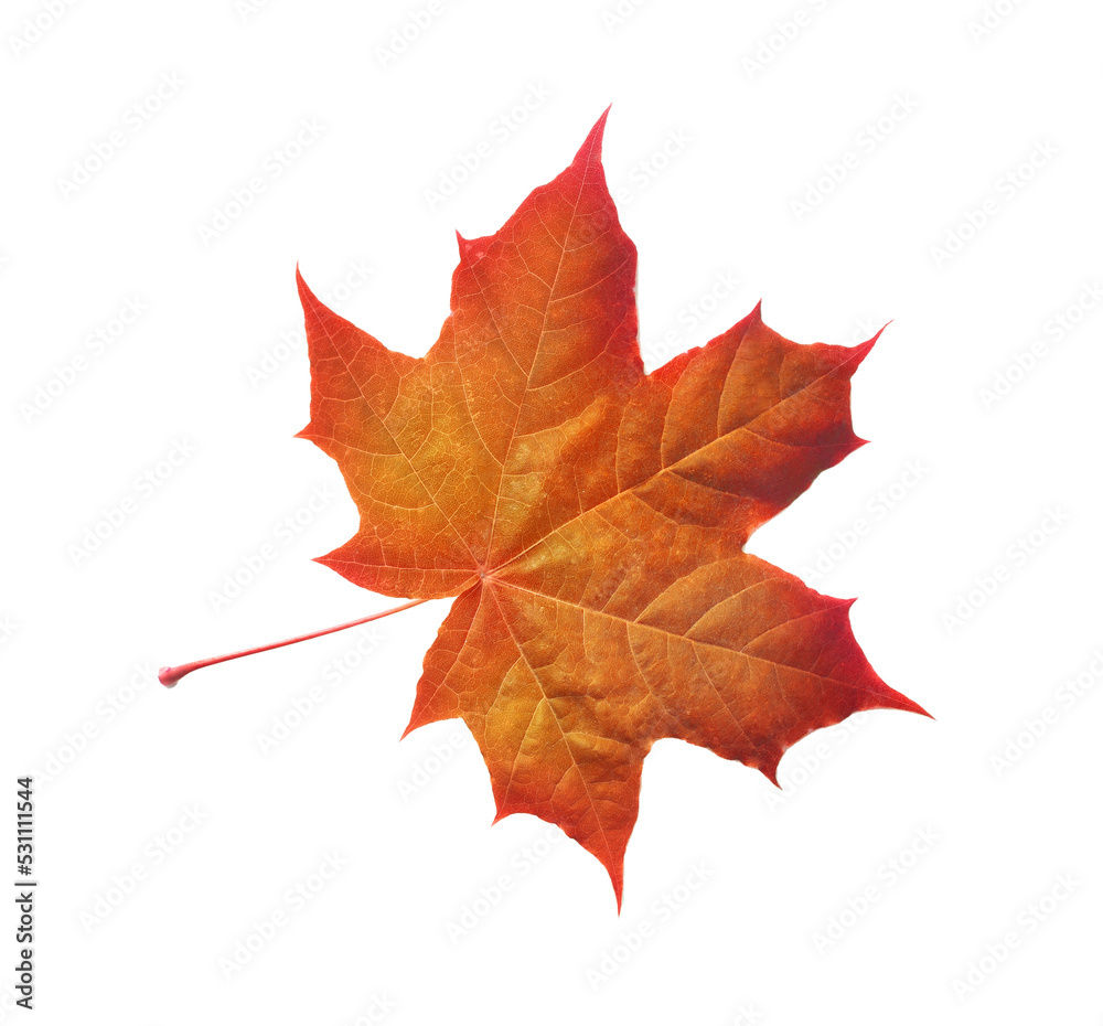 Colorful autumn maple leaf isolated on white background with place for your text Colorful autumn maple leaf isolated on white background with place for your text