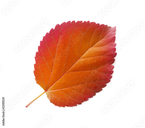 Принти на полотні autumn orange leaf of aspen against the white background with place for your text