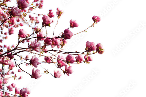 Fotografiet spring branch with pink flowers of apple