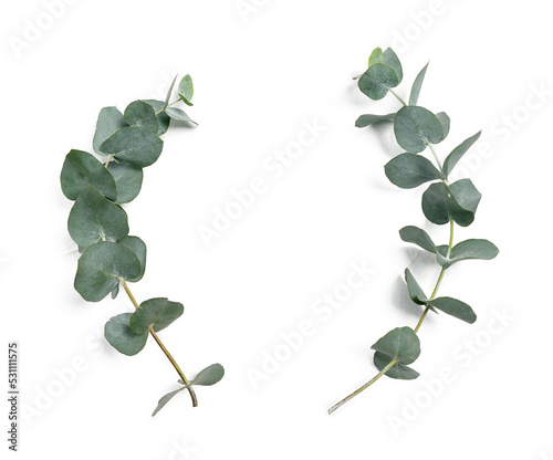 Fotografie, Tablou Eucalyptus leaves frame on white background with place for your text