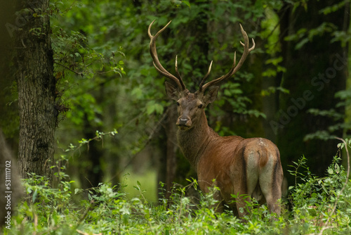 Red deer in the forest