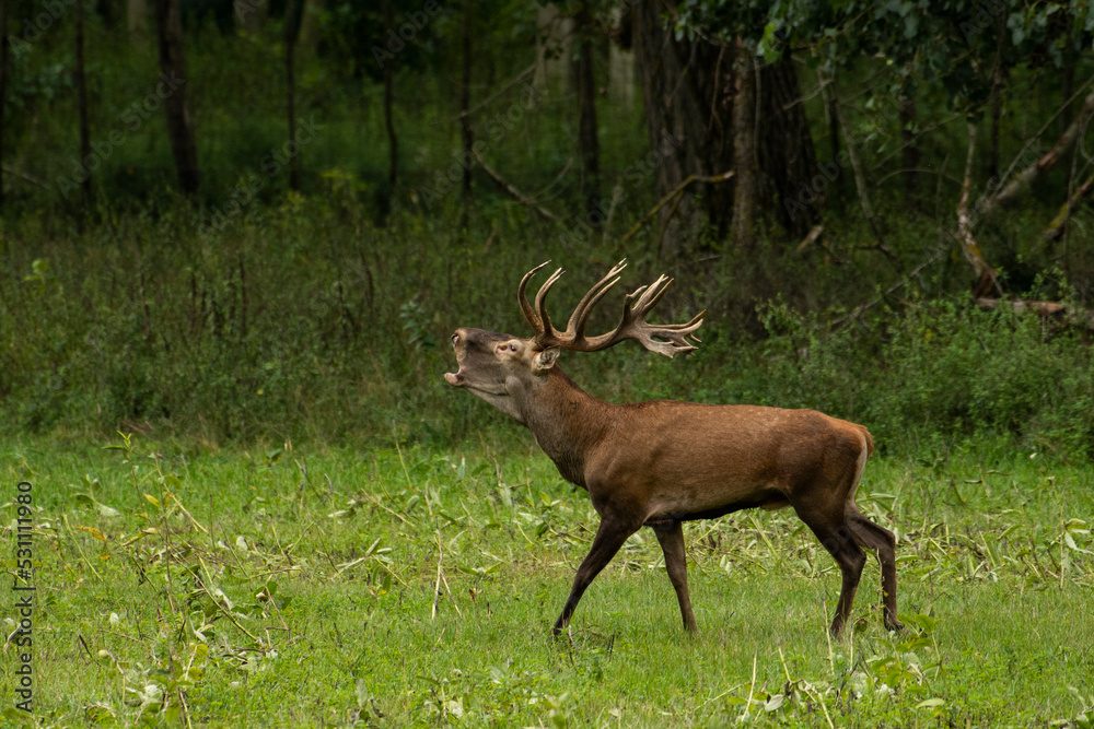 Red deer during mating season, deer roar