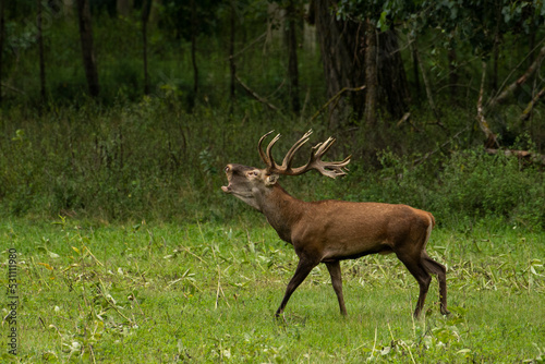 Red deer during mating season, deer roar