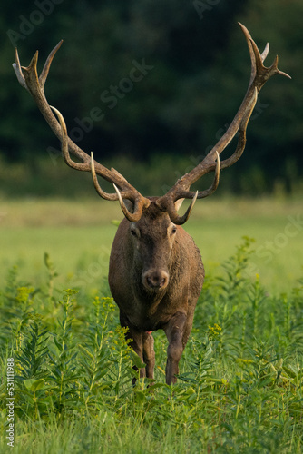 Fototapet Red deer during mating season, deer roar
