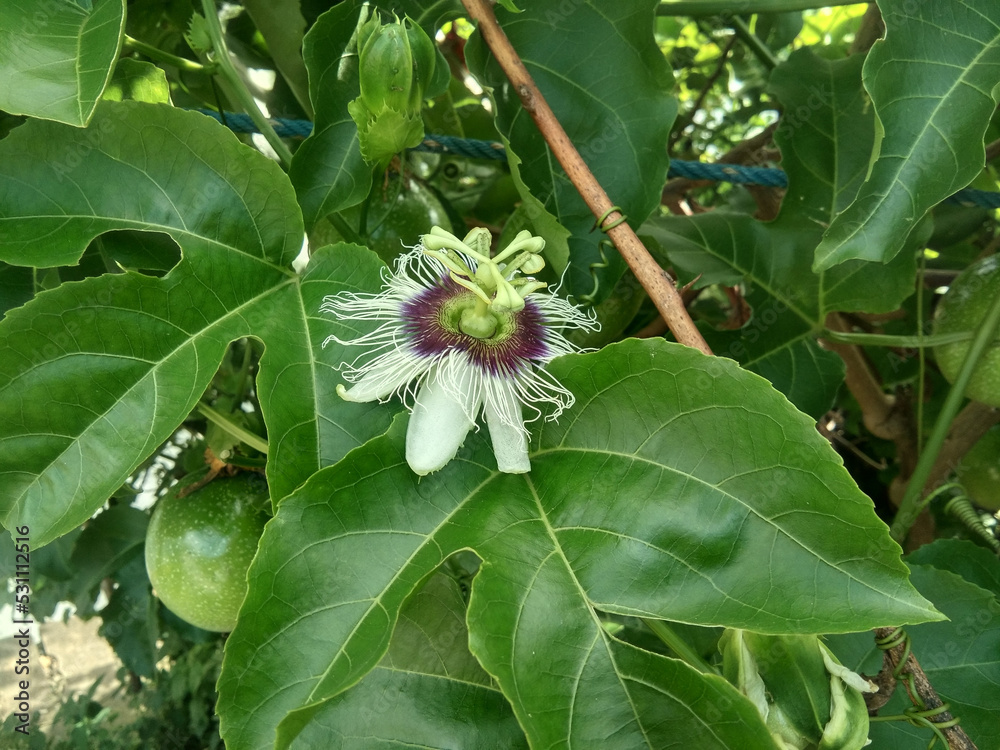 Obraz premium flower in bloom from passion fruit tree