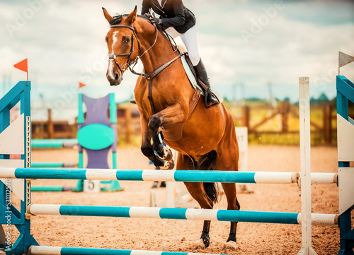 A beautiful bay racehorse with a rider in the saddle jumps over a high blue barrier at a show jumping competition on a cloudy day. Equestrian sports and horse riding. Photos of horses.