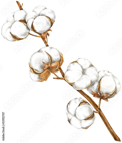 Transparent Background Cotton plant Illustration Png. Transparent hand drawn cotton flower branch clipart ready-to-use for site, article, print